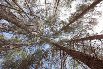 Looking Up at Tall Pine Tree Canopies
