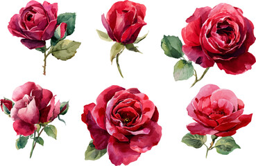 Fototapeta premium set of red roses isolated