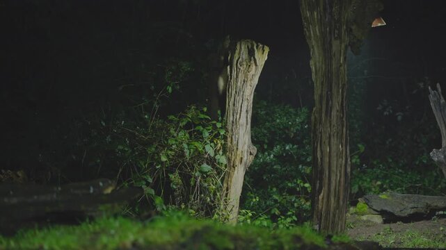 A european polecat appears briefly in a dark wooded area where soft light highlights moss and bark