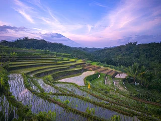 Gordijnen Rijstvelden terraced rice field and mt sumbing, magelang, jateng, indonesia  © Hidayat