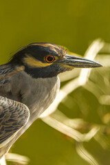 Green Heron