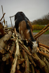 Goat climbing on a stack of logs in an outdoor setting during a cloudy day