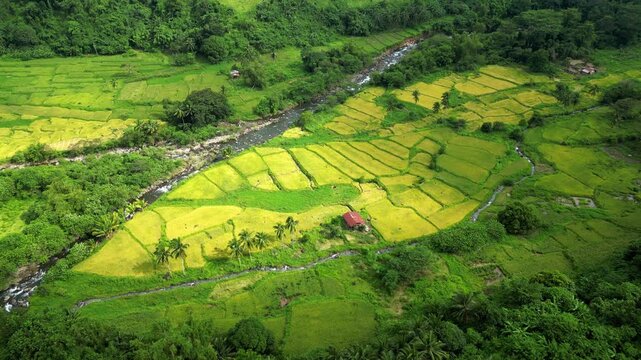 Closing‑in aerial highlighting divided rice fields with green and golden plots, bordered by waterways and dense vegetation, near scenic Quinawan Beach in Mariveles, Bataan, Philippines.