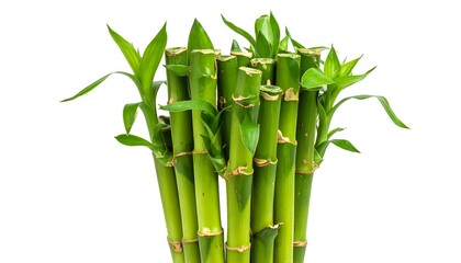 Fototapeta premium Bundle of green bamboo stalks with leaves against a plain white background, creating a serene, natural composition