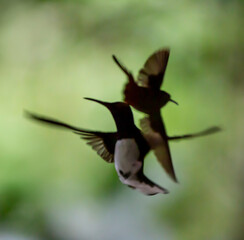 hummingbirds in flight