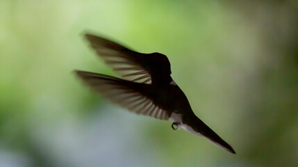 hummingbird in flight