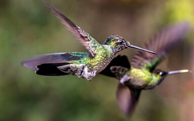 hummingbirds in flight