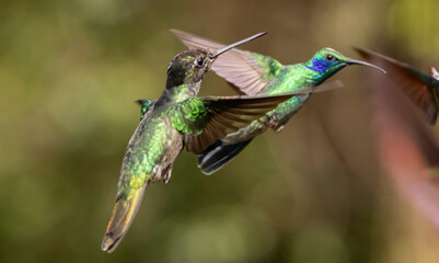 hummingbirds in flight