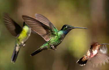 hummingbird in flight