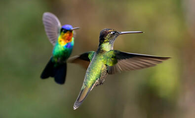 hummingbirds in flight
