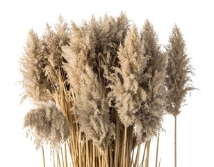 Bundled, dried pampas grass plumes. Tall golden stems supporting feathery, beige plumes against a bright white background