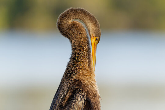 Anhinga scratching an itch