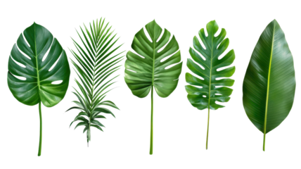 Five distinct tropical leaves in green shades highlight nature's diversity and elegance in a bright arrangement.