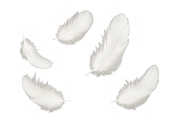 White fluffy feathers floating down, symbolizing lightness, purity, and softness on a transparent background