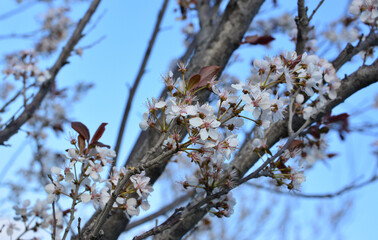 Delicate White Blossoms Against a Clear Blue Sky