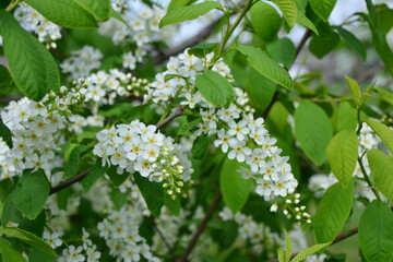 a close up of Spring bird cherry Blossoms on a Branch with Green Leaves
