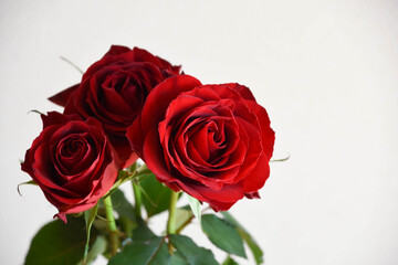 Obraz premium 赤い薔薇