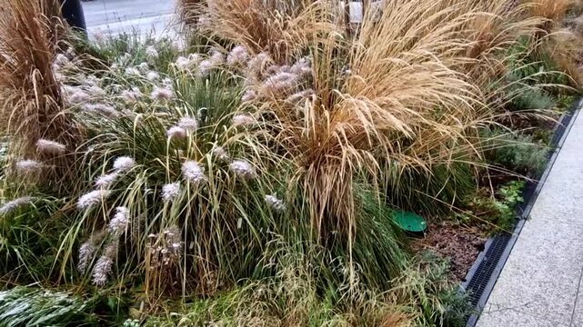 perennial beds with ornamental flowers and grasses. lightly covered with a layer of fresh snow. the textures of dry stems and leaves and flowers are highlighted. prairie planting park