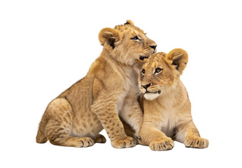 Obraz premium Young lion cubs sitting close in affectionate pose, isolated on a transparent background