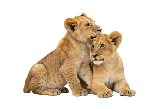 Young lion cubs sitting close in affectionate pose, isolated on a transparent background