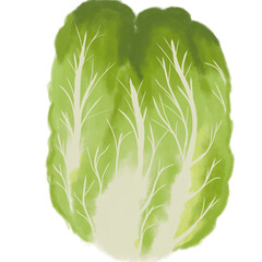 fresh green cabbage © เพชรรัตน์ เพ็งน้ำผึ้