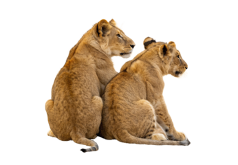 Two young lion cubs sitting close together from side angle, isolated on a transparent background