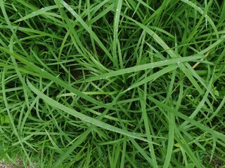 Rice cutgrass growing beside wet fields, slender green blades swaying gently in wind.