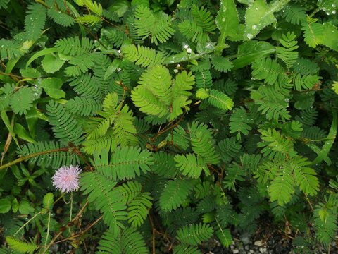 Natural Mimosa pudica plant growing quietly in sunlight, soft green leaves unfolding.