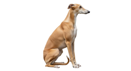 Isolated Alert Grey Hound Dog Sitting Patiently, a Beautiful Obedient Calm Animal Pet