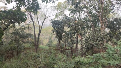Fototapeta premium Dense green forest with tall trees, thick foliage and a rustic metal fence running through the landscape. The soft light and misty background create a calm, natural and serene woodland atmosphere.