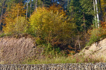 Closeup autumn trees above roadside, Western Ukraine.