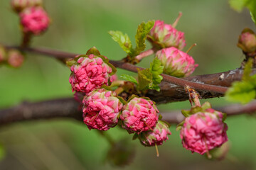 Several red flower buds of prunus triloba.