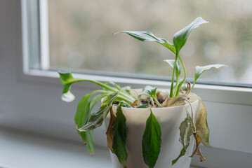 A wilted potted plant sits on a windowsill. The plant has green leaves with some yellowing and brown edges. Natural light filters through the window.