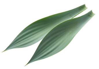 Obraz premium Isolated Decorative leaves of an exotic plant, nature's vibrant green, lush, organic botanical, leaf