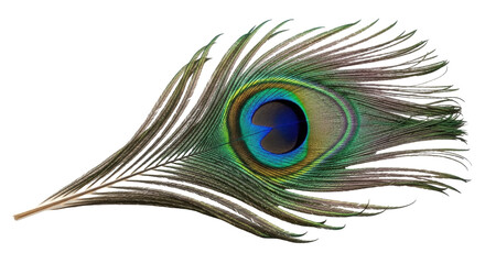 Fototapeta premium Isolated peacock feather, nature concept - vibrant shimmering eye, natural iridescent tones