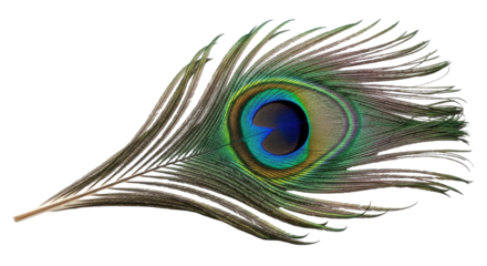 Isolated peacock feather, nature concept - vibrant shimmering eye, natural iridescent tones