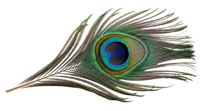Isolated peacock feather, nature concept - vibrant shimmering eye, natural iridescent tones