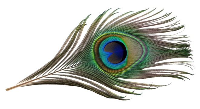 Isolated peacock feather, nature concept - vibrant shimmering eye, natural iridescent tones