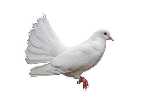 Isolated white fancy fantail dove perches sideways, bird symbol of peace, serenity and weddings