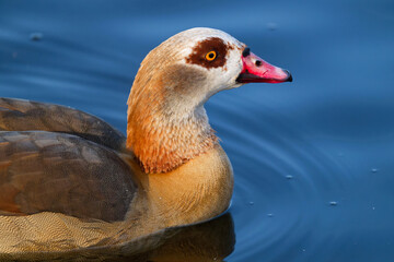 Nilgans auf dem Teich