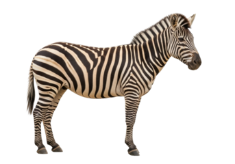 Isolated Zebra standing side view, close-up wildlife animal, equine with black and white stripes