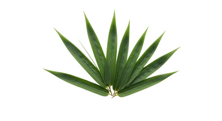 Isolated close-up of natural bamboo foliage, a verdant burst of flora for design layouts