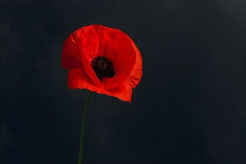 Red Poppy Flower on Dark Textured Background Natural Floral Beauty