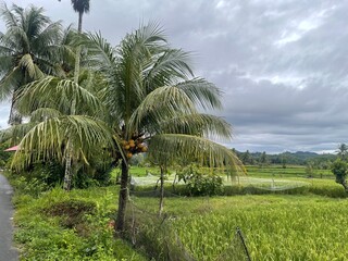 Landscape of coconut trees on the edge of a rice field with clouds in the background