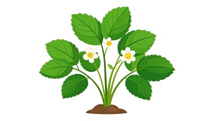 Cartoon strawberry plant with green leaves and small white flowers sprouting from a clump of brown dirt