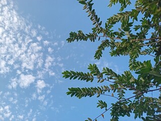 pine branches against blue sky