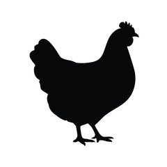 Silhouette of a chicken standing on a white background in profile