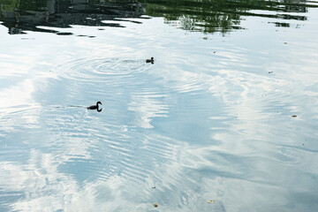 ducks swimming in the lake
