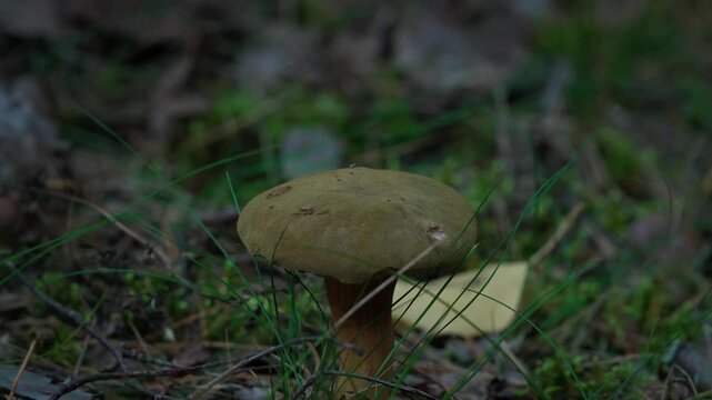 A bay bolete mushroom (Boletus badius) or brown mushroom with a yellow birch leaf lying on it, being blown off the cap by the wind. Close-up shot