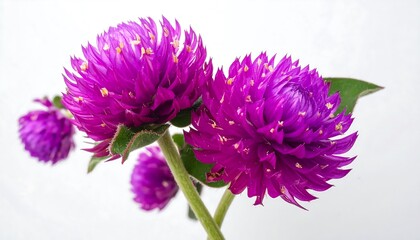 Bright pink globe amaranth flowers, tiny yellow stamen, vibrant greenery, against a stark white background, close-up